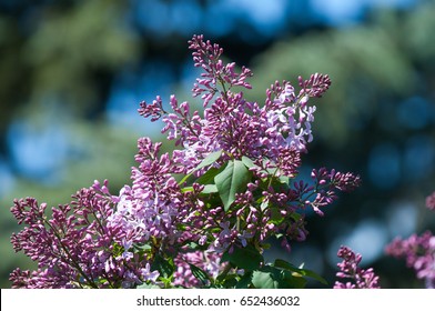 Texture, pattern, background. Lilac flowers. of a pale pinkish-violet color. Large garden shrub with purple or white fragrant flowers.