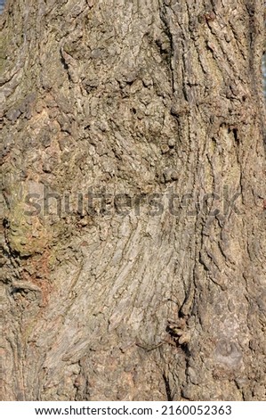 The texture and pattern of an old tree trunk in a cemetary in London, UK.