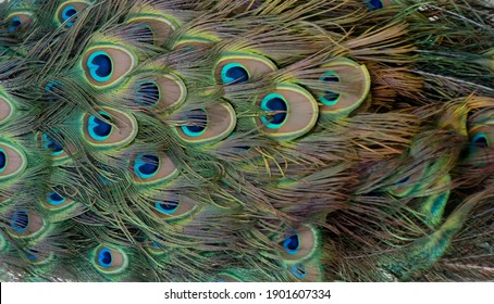 Queue De Paon Images Stock Photos Vectors Shutterstock