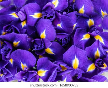 Texture of petals and buds of an iris flower as a background. Blue, violet and yellow shades. View from above. Top view