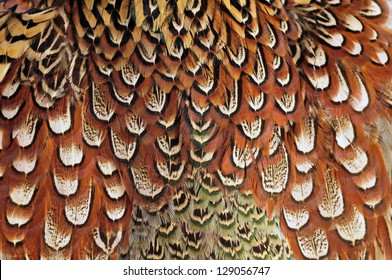 Texture Pheasant Feather