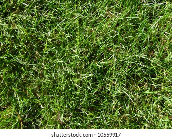 Green Lush Grass Top View Stock Photo 1609286266 | Shutterstock