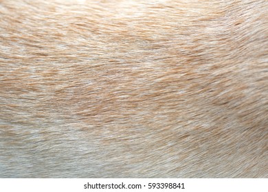 3,119 Short fur texture Images, Stock Photos & Vectors | Shutterstock