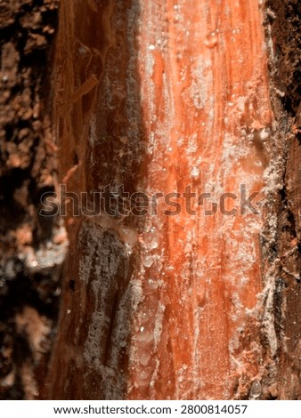 texture of pine tree bark that is tapped to extract its sap