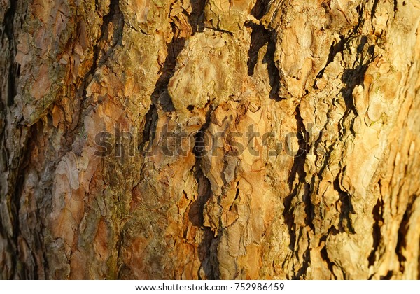 Texture Pine Tree Stems Teksture Batang Backgrounds Textures Stock Image 752986459