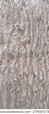 The texture of pine trees has very distinctive characteristics, divided into an outer texture (bark) which is thick and scaly, and an inner texture (wood) which is denser and the fibers are clearly visible.