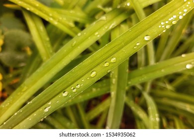 Texture Plants Design Can Be Used Stock Photo 1534935062 | Shutterstock