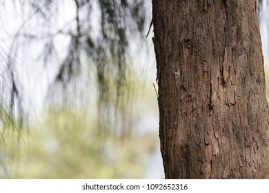 Texture of Pyne Tree