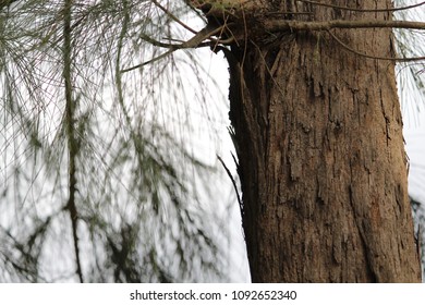 Texture of Pyne Tree