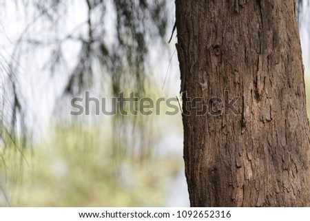 Texture of Pyne Tree