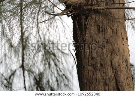 Texture of Pyne Tree