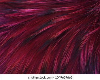 Texture Raccoon Fur Dyed In Pink And Black, Hair Of A Dyed Raccoon. Natural Soft Furry  Fur Background For Fur Design