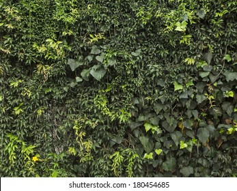 Texture of random creepers. Hedera.