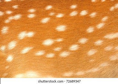 Texture Of Real Axis Deer Fur