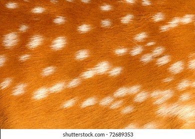 Texture Of Real Axis Deer Fur