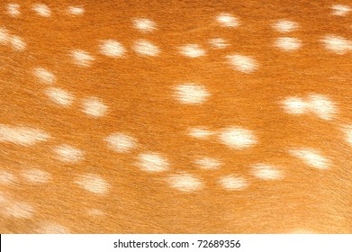 Texture Of Real Axis Deer Fur