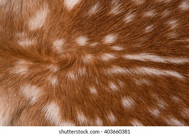 Texture Of Real Axis Sika Deer Fur