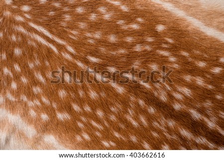 texture of real axis sika deer fur