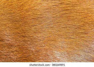 Texture Real Red Hair Animal