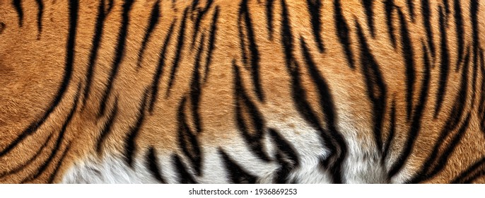 texture of real tiger skin, fur. Abstract background
