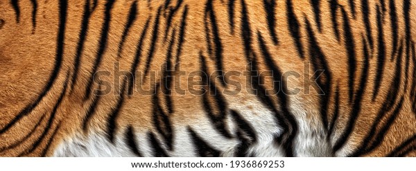 texture of\
real tiger skin, fur. Abstract\
background