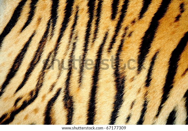 Texture Real Tiger Skin Fur Stock Photo (Edit Now) 67177309