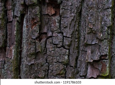 The Texture Of A Real Tree