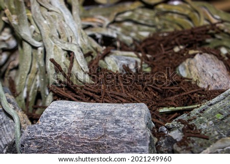 the texture of the roots in the bonsai plant and some dried roots