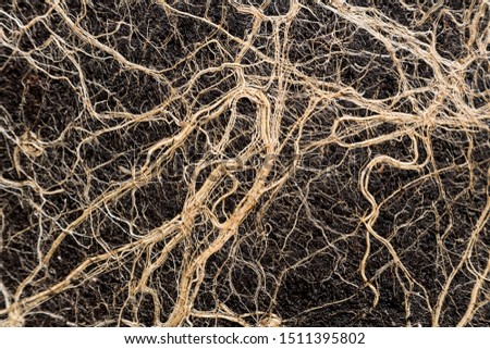 Texture with roots of a tree.