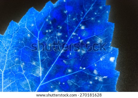 Similar – Image, Stock Photo Blue Nature Macro Photography.Floral Art Design.