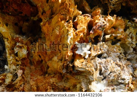 Texture of a rotten tree trunk. From the inside. Abstract