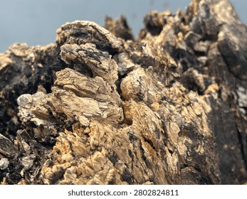 the texture of a rotting log