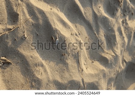texture of sand and shells on the beach