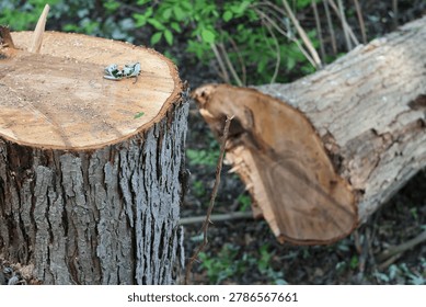 Texture of sawn tree trunk with bark detail in green forest.

Logging and deforestation scene showing felled tree and stump.

A high-angle, selective focus shot of a freshly cut tree stump, possibly silver maple or oak, featuring a camouflaged gray tree frog resting on the surface. The image highlights the detailed vertical grain of the bark and the concentric rings of the inner wood, with a felled log lying in the blurred green background. This scene reflects themes of logging, forestry management, and natural wildlife habitats.