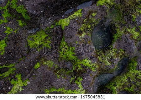 Texture of seaweed and rocks in the coast for wallpaper