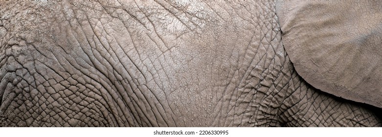 The texture of the skin of an African elephant close-up. Elephant skin, wrinkles and irregularities of an adult elephant. - Powered by Shutterstock