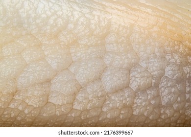 Texture Of Slug Snail Macro