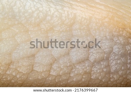 Texture of slug snail macro