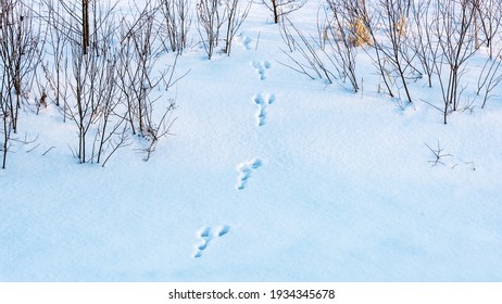 187 Bunny footprint Stock Photos, Images & Photography | Shutterstock