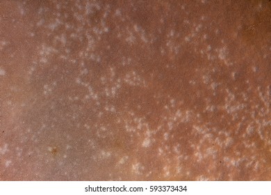 The texture of a sponge mushroom