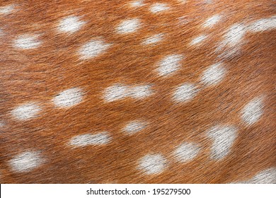 Texture Of Spotted Deer Fur