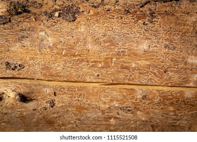 Texture Of Spruce Wood Destroyed By Spruce Bark Beetle