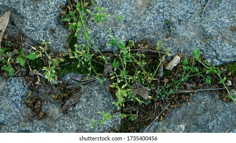 The Texture Of The Stone Garden Path, Overgrown With Grass