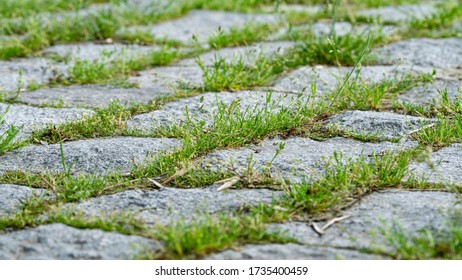 The Texture Of The Stone Garden Path, Overgrown With Grass