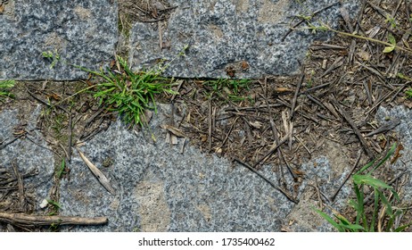 The Texture Of The Stone Garden Path, Overgrown With Grass