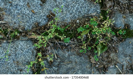 The Texture Of The Stone Garden Path, Overgrown With Grass