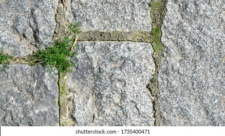 The Texture Of The Stone Garden Path, Overgrown With Grass