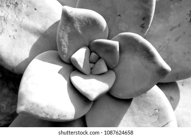 Texture of succulent shown closeup