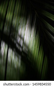 Texture with sunbeams throwing light on big leaf