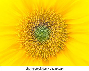 Texture Of Sunflower Show The Center Of It